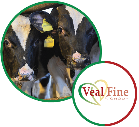 Veal Fine